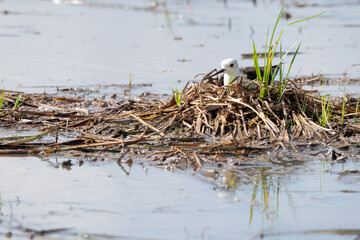 Candlefoot birds hatching eggs It's in a nest made of grass