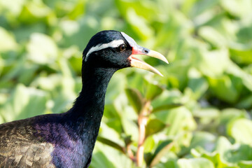 Obraz premium Birds perch and wait for food during the day