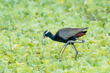Birds perch and wait for food during the day