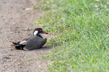 Birds perch  during the day