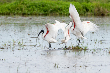 Birds are bathed and groomed