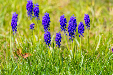 Muscari .The common name for the genus is grape hyacinth,  used as ornamental garden plants.