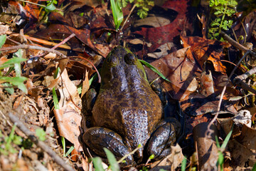 The American bullfrog (Lithobates catesbeianus), often simply known as the bullfrog in Canada and the United States, is a large true frog native to eastern North America.