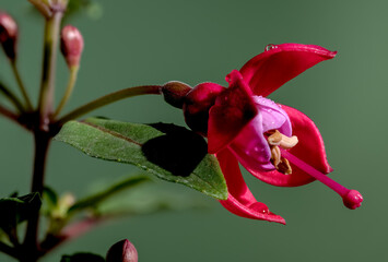 Red fuchsia flower on a green background close-up