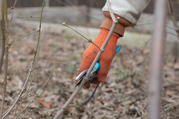 Man pruning trees in the garden. Spring. Close up view.