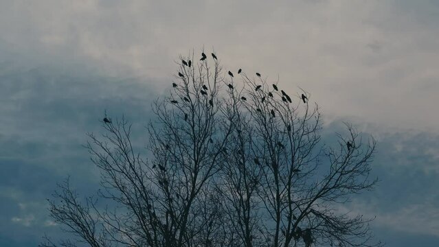 Murder of crows on a treetop in winter at sunset 