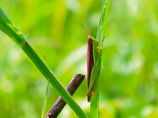 Close-up of a cricket perched on the grass. 
