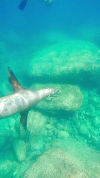 Seal Swimming Underwater - Vertical Shot