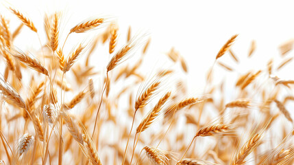 Golden ripe ears of oats on a white background