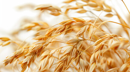 Golden ripe ears of oats on a white background
