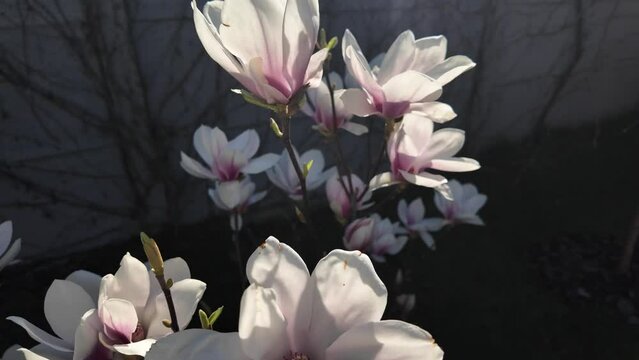 Magnolia tree in blossom in spring