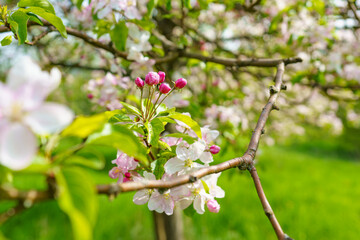 Apfelblüte im Frühling - 785961111