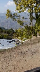 snow cover to trees and mountain 