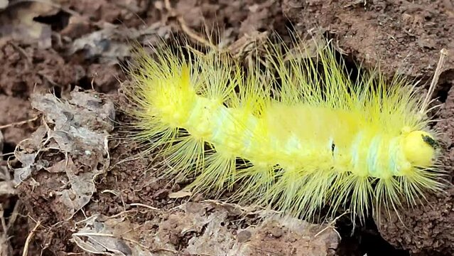 yellow caterpillar 