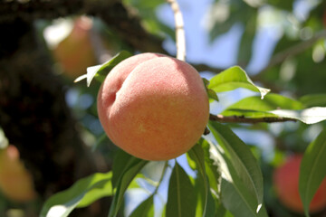 white peach