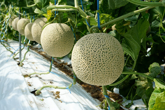 melon farm