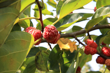 Chinese crested mulberry