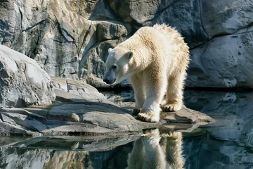 Foto op Aluminium Polar bear (Ursus maritimus) in zoo © Nguyen
