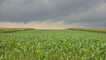 Corn fields under dark clouds in the Flemish countryside.