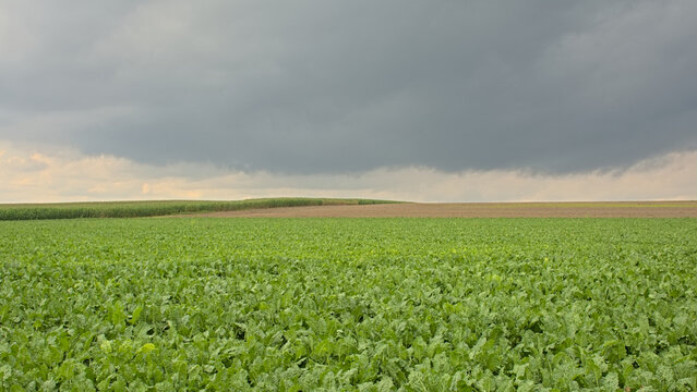 Potato field under dark clouds in the Flemish countryside.