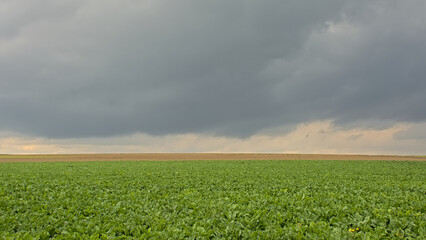 Fototapeta na wymiar Potato field under dark clouds in the Flemish countryside.