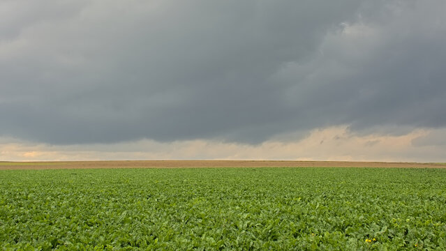 Potato field under dark clouds in the Flemish countryside.