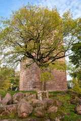Fototapeta na wymiar Arbre devant le donjon en ruine du château de Geroldseck (Alsace, France)