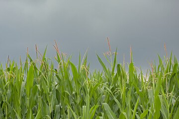 Corn plants in a field under a cloudy summer evening sky in Flanders, Belgium