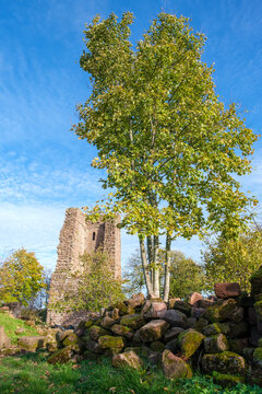 Donjon en ruine et arbre dans le château de Geroldseck (Alsace, France)