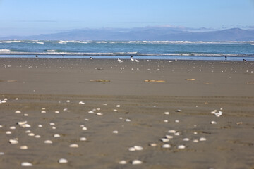 Sehr breiter Sandstrand in Neuseeland auf der Südinsel mit blick aufs Wasser und Spuren von Autos im Sand