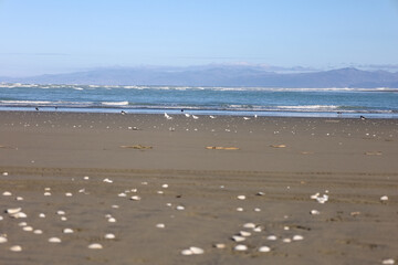 Sehr breiter Sandstrand in Neuseeland auf der Südinsel mit blick aufs Wasser und Spuren von Autos im Sand