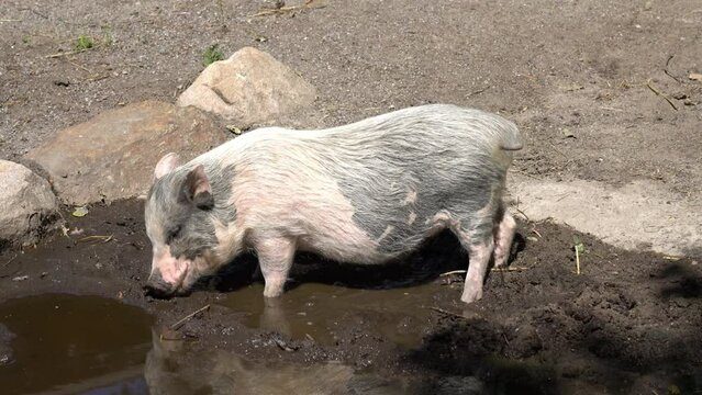 A pig is searching a food in a muddy pond