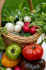 Bio gardening, organic harvest of fresh vegetables, tomatoes, cucumbers, white and red radish roots vegetables in wicked basket and green grass on background