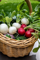 Bio gardening, organic harvest of fresh vegetables, white and red radish roots vegetables in wicked basket and green grass on background