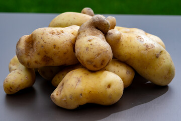 Ratte potato, La Ratte, La Reine Ratte du Touquet, or Asparges small potato with unique nutty flavor and smooth, buttery texture.