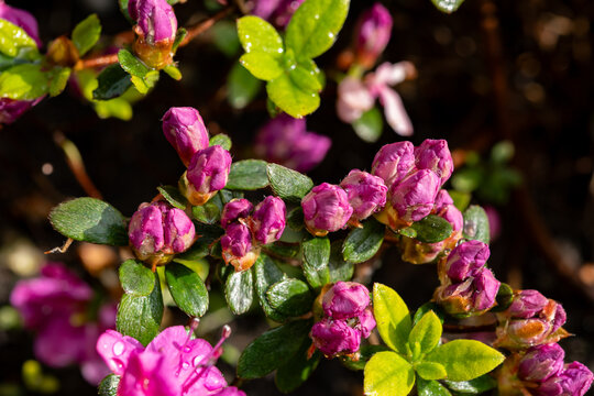 Pink blossom of rhododendron azalea flowers in spring garden