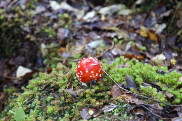 Wilder Fliegenpilz seh nah im Wald