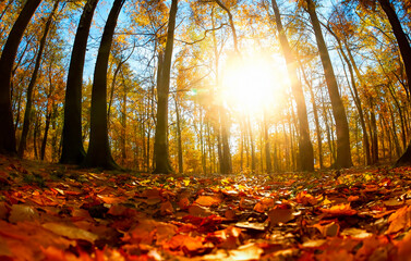 Wald im Herbst Froschperspektive Sonne - 785974177