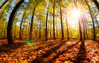 Wald im Herbst Froschperspektive Sonne - 785974180