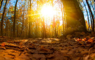 Wald im Herbst Froschperspektive Sonne - 785974186
