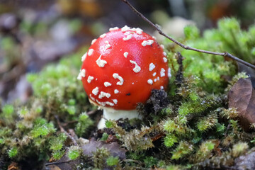 Nahaufnahme eines giftigen Fliegenpilzes