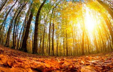 Wald im Herbst Froschperspektive Sonne - obrazy, fototapety, plakaty