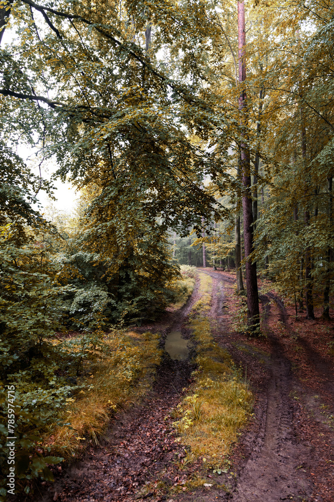 Wall mural Mysterious misty autumn forest