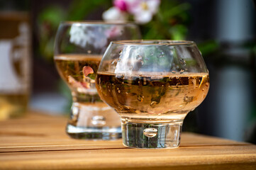 Brut apple cider from Betuwe, Gelderland, in glasses and blossom of apple tree in garden on...