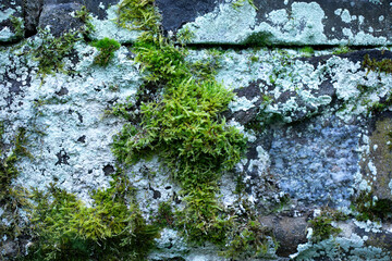 green moss on stone, stone wall