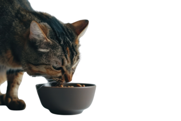 cat eating food
.Isolated on white background.