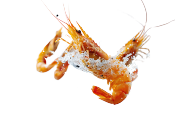 Boiled prawns levitate
isolated on white background