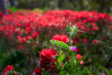 봄의 살갈퀴 꽃이 피어있는 클로즈업 사진