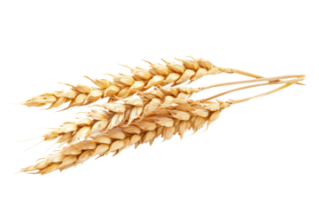 Dry wheat ear, grain
.isolated on white background