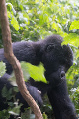 silverback Mountain Gorilla, Uganda